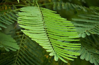 10 RED BIRD Of PARADISE Caesalpinia Pulcherrima aka Pride of Barbados, Dwarf Poinciana, Peacock Flower Seeds