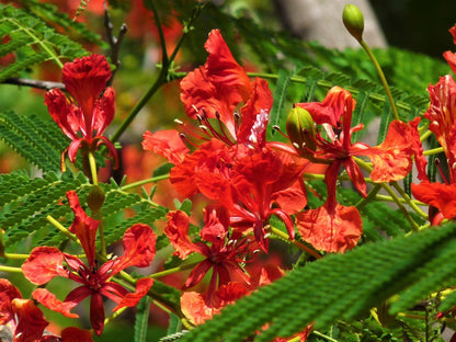 10 RED BIRD Of PARADISE Caesalpinia Pulcherrima aka Pride of Barbados, Dwarf Poinciana, Peacock Flower Seeds