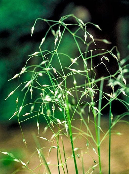 500 INDIAN RICEGRASS Nezpar Oryzopsis Hymenoides Stipa Sand Rice Grass Millet Grain Seeds