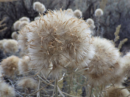 100 RUBBER RABBITBRUSH Chamisa Ericameria Nauseosa Native Desert Shrub Yellow Flower Seeds
