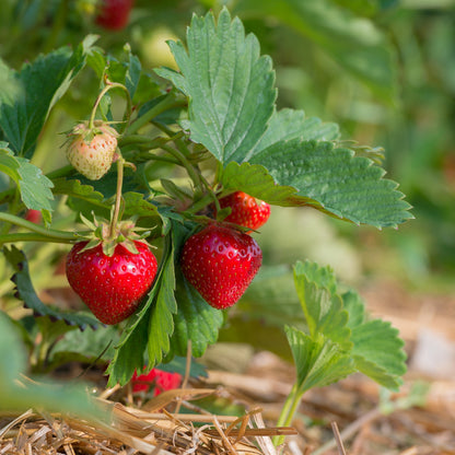 100 ALPINE STRAWBERRY Fragaria Vesca Red Fruit White Flower Seeds
