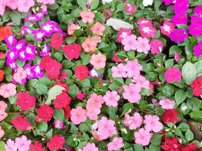 50 MIXED COLORS Dwarf IMPATIENS Walleriana Part Sun or Full Shade Red, White, Pink, Carmine, Scarlet, & Orange Flower Seeds