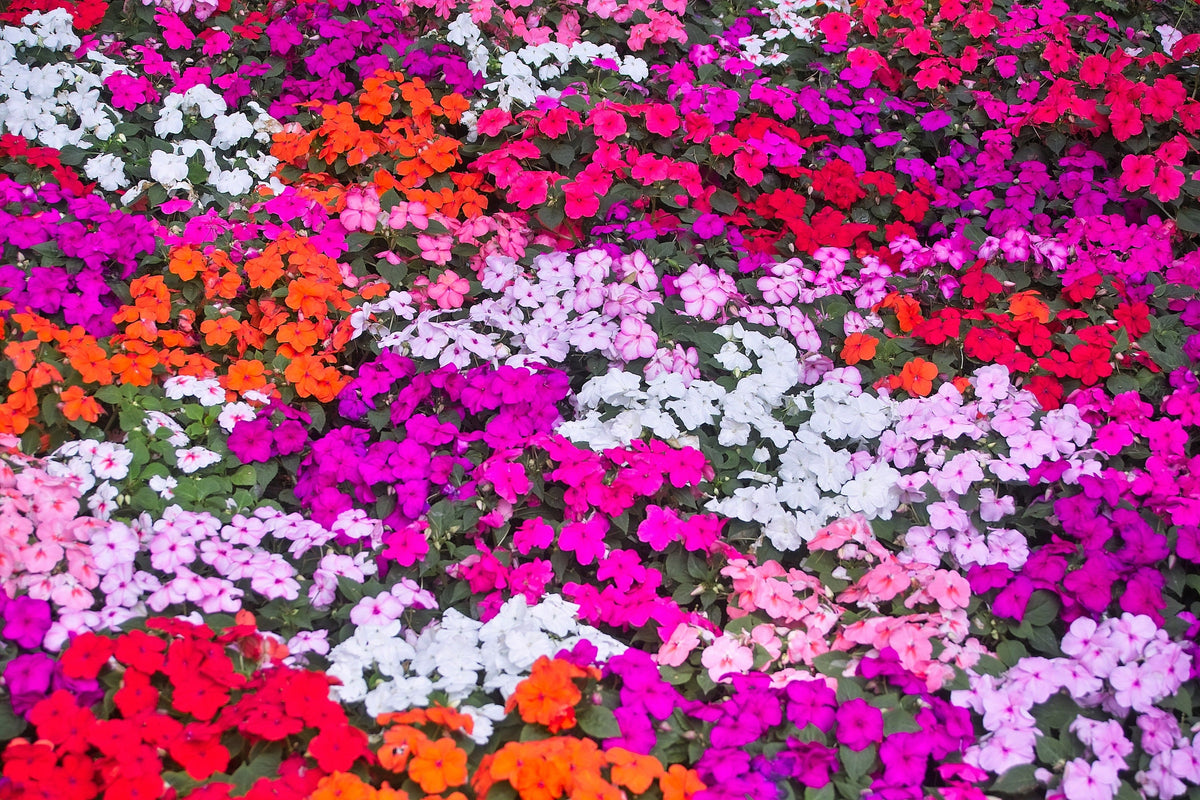 50 MIXED COLORS Dwarf IMPATIENS Walleriana Part Sun or Full Shade Red, White, Pink, Carmine, Scarlet, & Orange Flower Seeds