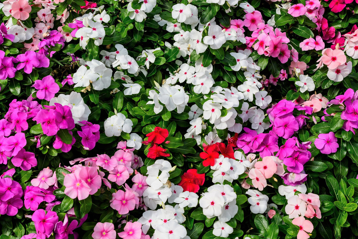 50 MIXED COLORS Dwarf IMPATIENS Walleriana Part Sun or Full Shade Red, White, Pink, Carmine, Scarlet, & Orange Flower Seeds