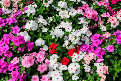 50 MIXED COLORS Dwarf IMPATIENS Walleriana Part Sun or Full Shade Red, White, Pink, Carmine, Scarlet, & Orange Flower Seeds