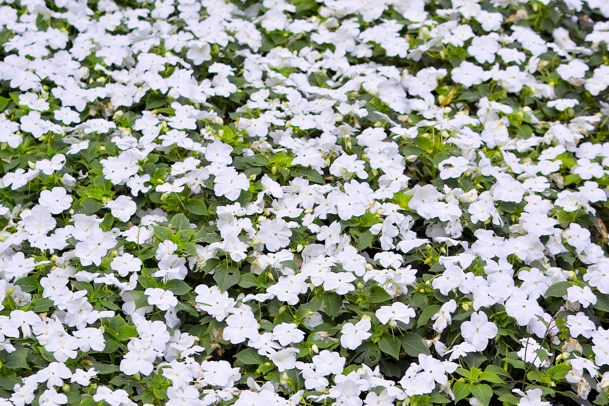50 MIXED COLORS Dwarf IMPATIENS Walleriana Part Sun or Full Shade Red, White, Pink, Carmine, Scarlet, & Orange Flower Seeds