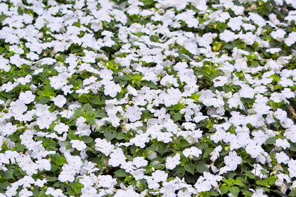 50 MIXED COLORS Dwarf IMPATIENS Walleriana Part Sun or Full Shade Red, White, Pink, Carmine, Scarlet, & Orange Flower Seeds