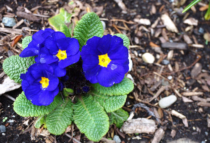 15 Accord BLUE ENGLISH PRIMROSE Primula Vulgaris Part Shade Houseplant Flower Seeds