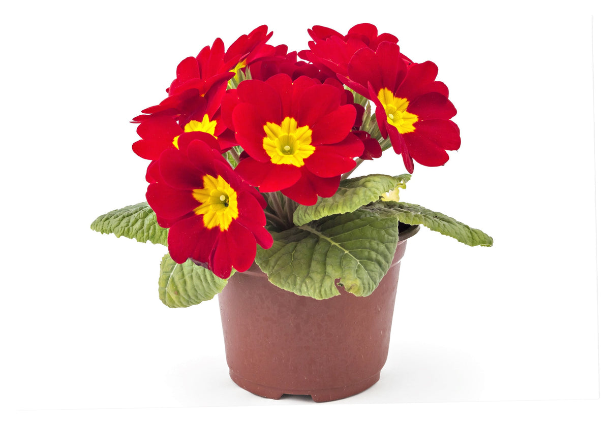 15 SCARLET ENGLISH PRIMROSE Red Primula Vulgaris Part Shade Houseplant Flower Seeds