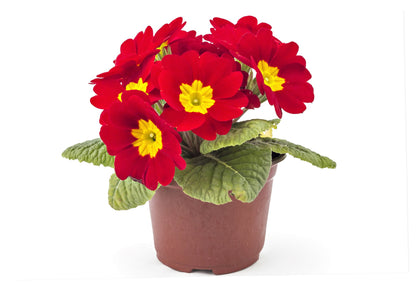 15 SCARLET ENGLISH PRIMROSE Red Primula Vulgaris Part Shade Houseplant Flower Seeds