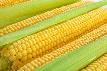 50 HONEY SELECT CORN Sweet Yellow S.E. Sh2 Zea Mays Vegetable Seeds