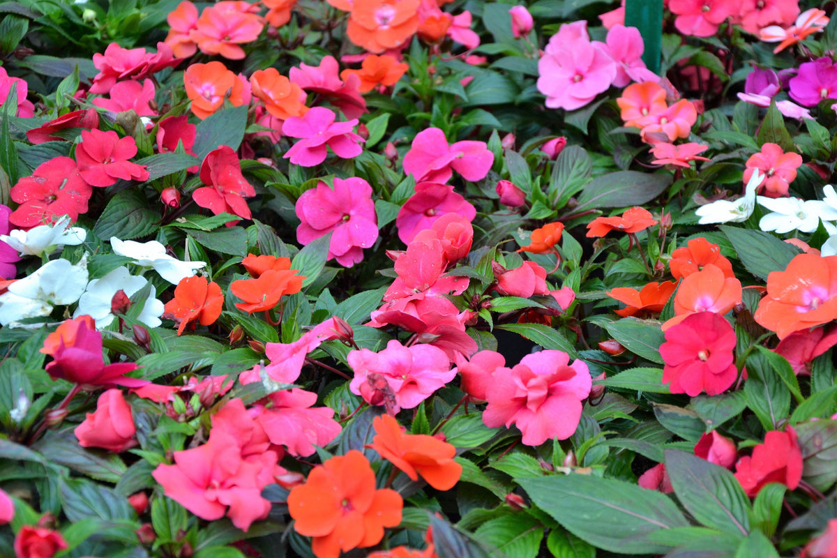 50 MIXED COLORS Dwarf IMPATIENS Walleriana Part Sun or Full Shade Red, White, Pink, Carmine, Scarlet, & Orange Flower Seeds