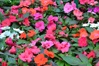 50 MIXED COLORS Dwarf IMPATIENS Walleriana Part Sun or Full Shade Red, White, Pink, Carmine, Scarlet, & Orange Flower Seeds