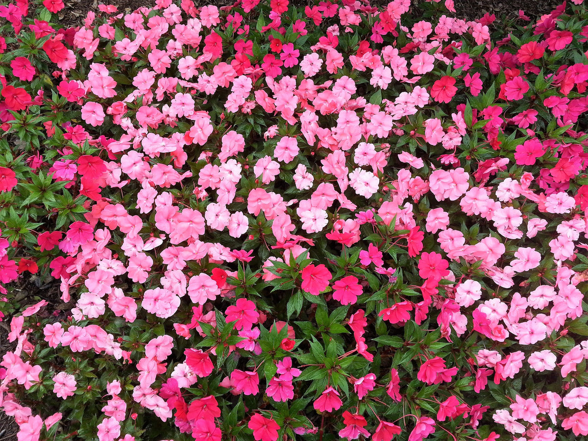 50 MIXED COLORS Dwarf IMPATIENS Walleriana Part Sun or Full Shade Red, White, Pink, Carmine, Scarlet, & Orange Flower Seeds