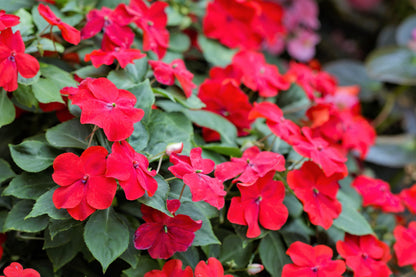 50 MIXED COLORS Dwarf IMPATIENS Walleriana Part Sun or Full Shade Red, White, Pink, Carmine, Scarlet, & Orange Flower Seeds