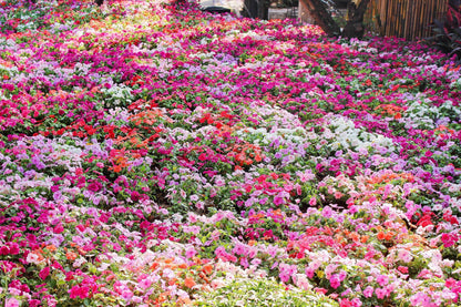 50 MIXED COLORS Dwarf IMPATIENS Walleriana Part Sun or Full Shade Red, White, Pink, Carmine, Scarlet, & Orange Flower Seeds