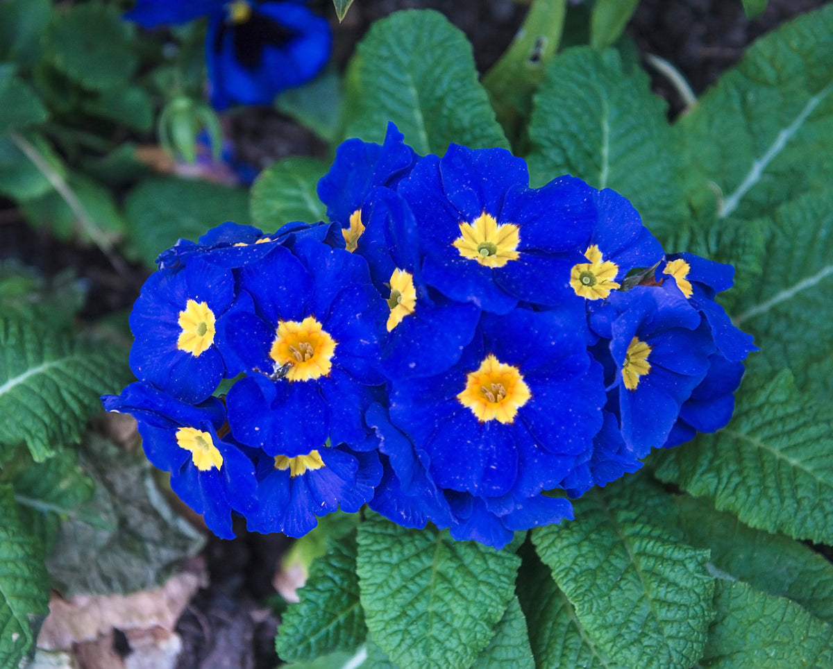 15 Accord BLUE ENGLISH PRIMROSE Primula Vulgaris Part Shade Houseplant Flower Seeds