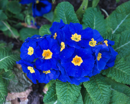 15 Accord BLUE ENGLISH PRIMROSE Primula Vulgaris Part Shade Houseplant Flower Seeds