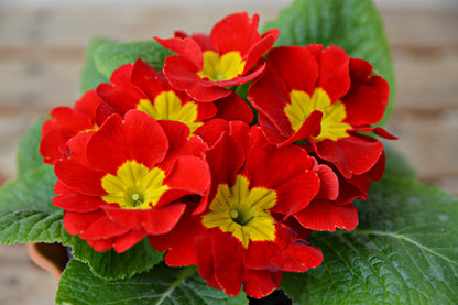 15 SCARLET ENGLISH PRIMROSE Red Primula Vulgaris Part Shade Houseplant Flower Seeds