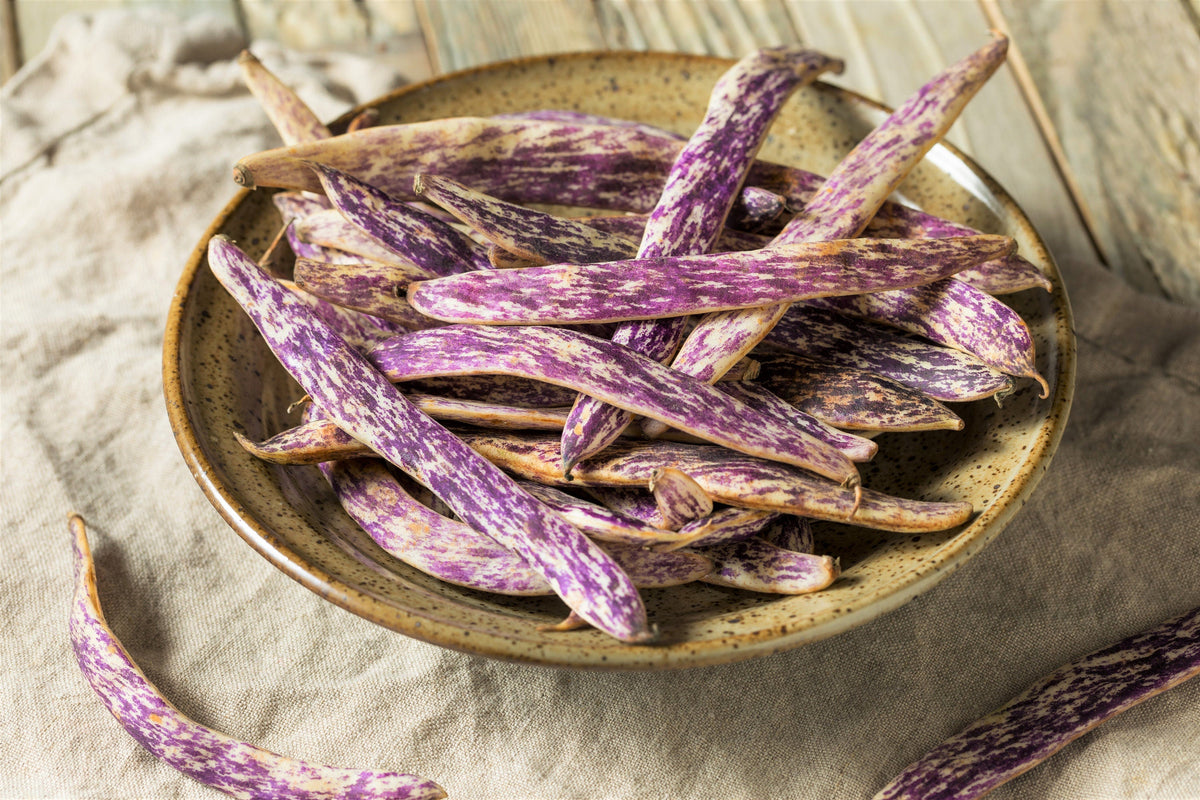 50 DRAGON TONGUE Wax BEAN Yellow & Purple Dragon's Tongue Phaseolus Vulgaris Legume Vegetable Seeds