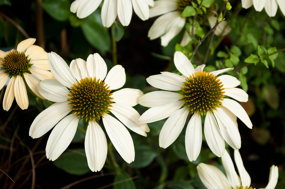 25 CHEYENNE SPIRIT CONEFLOWER Echinacea Orange Red Yellow Purple Pink White Herb Flower Seeds