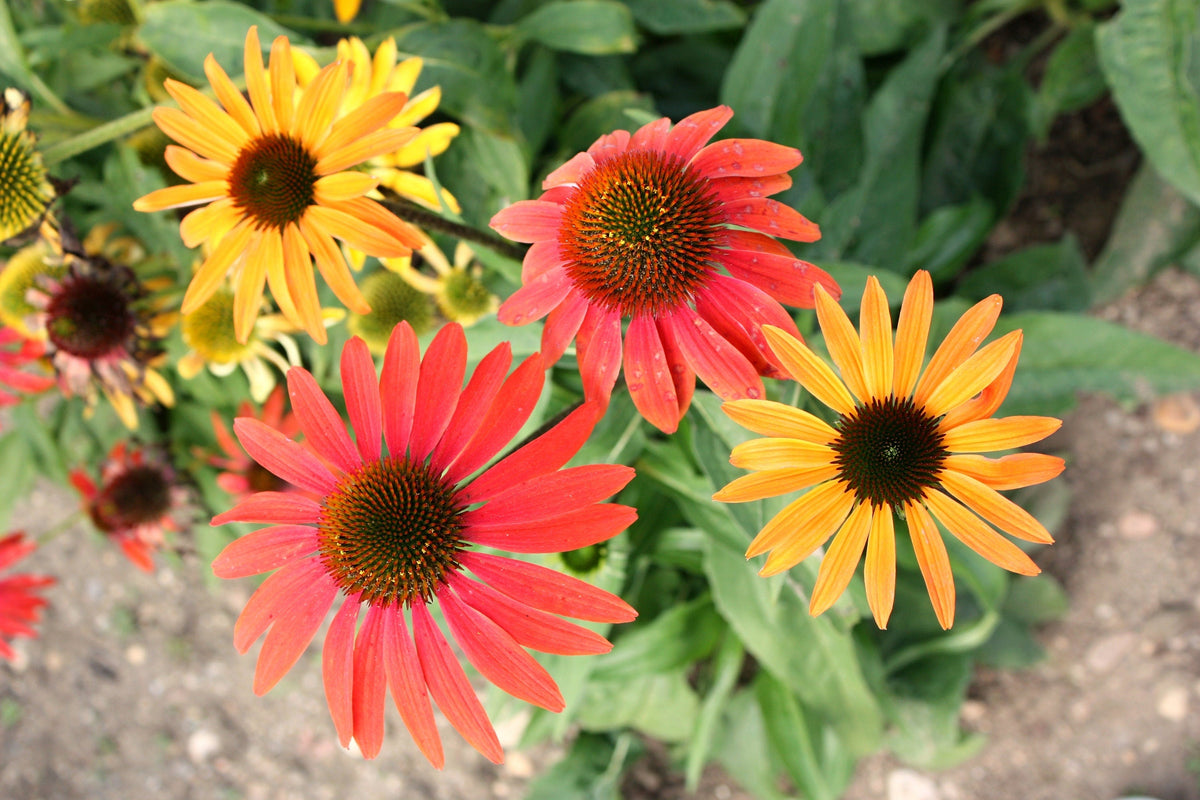 25 CHEYENNE SPIRIT CONEFLOWER Echinacea Orange Red Yellow Purple Pink White Herb Flower Seeds