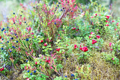 30 RED HUCKLEBERRY Vaccinium Parvifolium aka Red Blueberry & Red Bilberry Pink Flower Berry Edible Fruit Shrub Seeds