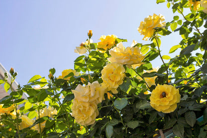 5 YELLOW CLIMBING ROSE Rosa Bush Vine Climber Fragrant Butterfly Flower Seeds