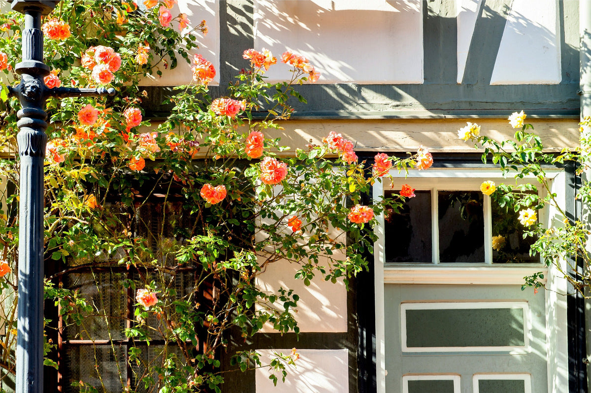 5 ORANGE CLIMBING ROSE Rosa Bush Vine Climber Fragrant Butterfly Flower Seeds