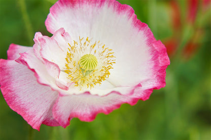 200 AFGHAN RESELECTED Blue POPPY Mixed Colors Papaver Somniferum Setigerum Pink Purple White Flower Seeds