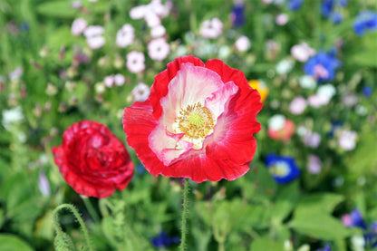 200 AFGHAN RESELECTED Blue POPPY Mixed Colors Papaver Somniferum Setigerum Pink Purple White Flower Seeds