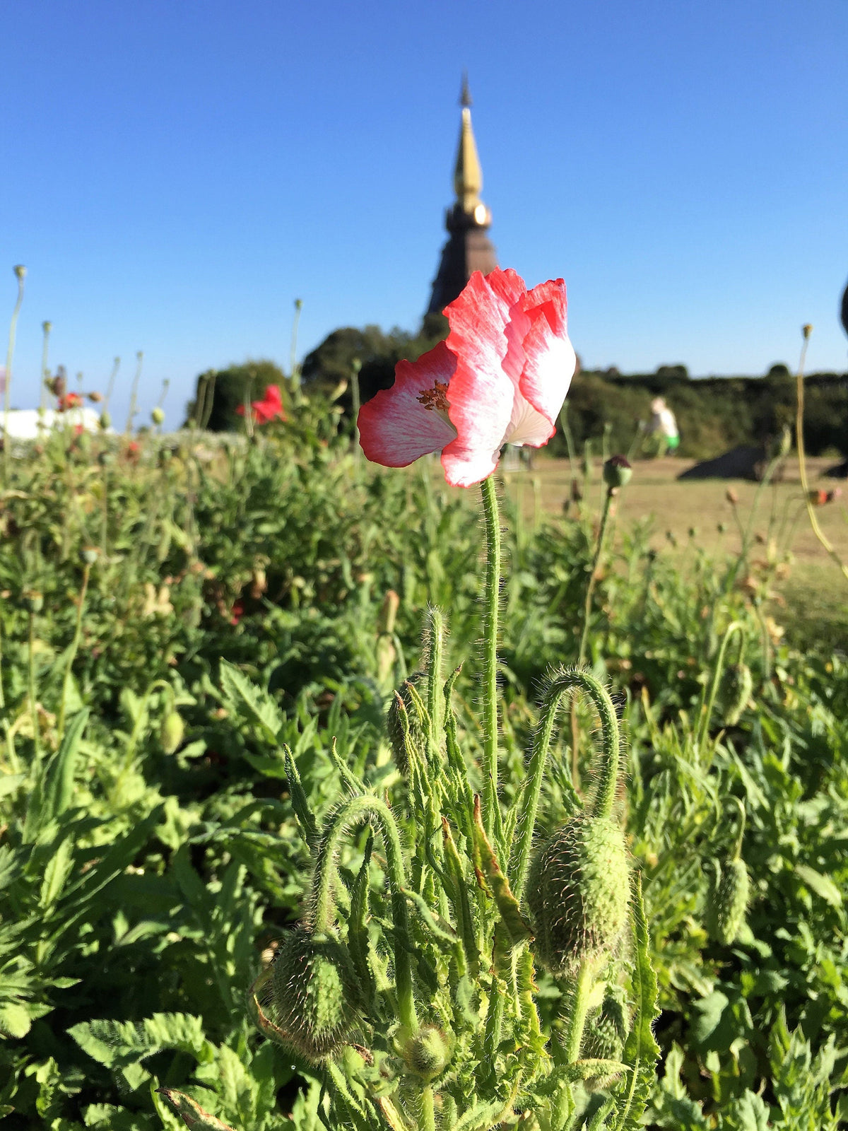200 AFGHAN RESELECTED Blue POPPY Mixed Colors Papaver Somniferum Setigerum Pink Purple White Flower Seeds