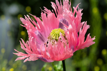 200 AFGHAN RESELECTED Blue POPPY Mixed Colors Papaver Somniferum Setigerum Pink Purple White Flower Seeds