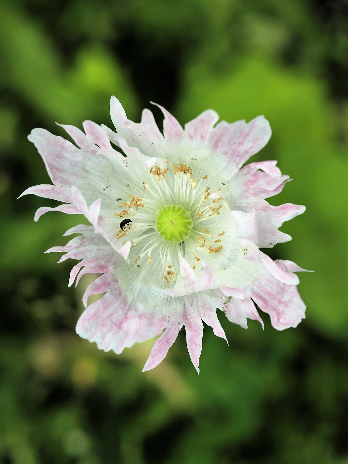 200 AFGHAN RESELECTED Blue POPPY Mixed Colors Papaver Somniferum Setigerum Pink Purple White Flower Seeds