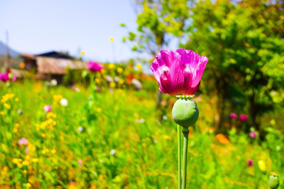 200 AFGHAN RESELECTED Blue POPPY Mixed Colors Papaver Somniferum Setigerum Pink Purple White Flower Seeds