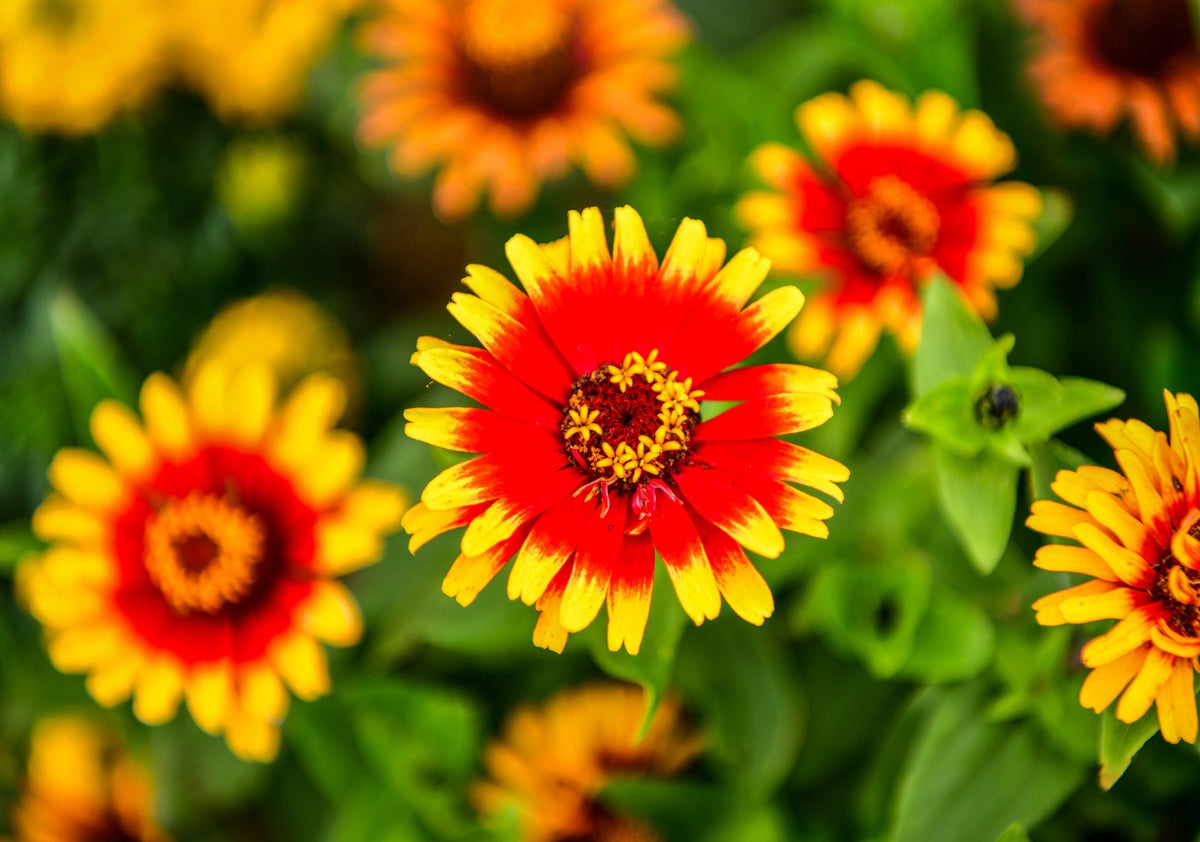 50 SOMBRERO ZINNIA Elegans Mexican Zinnia Haageana Orange Red Yellow Bicolor Flower Seeds