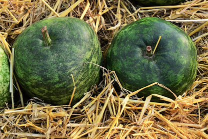 25 Small APPLE GOURD Cucurbita Pepo Ornamental Squash Seeds