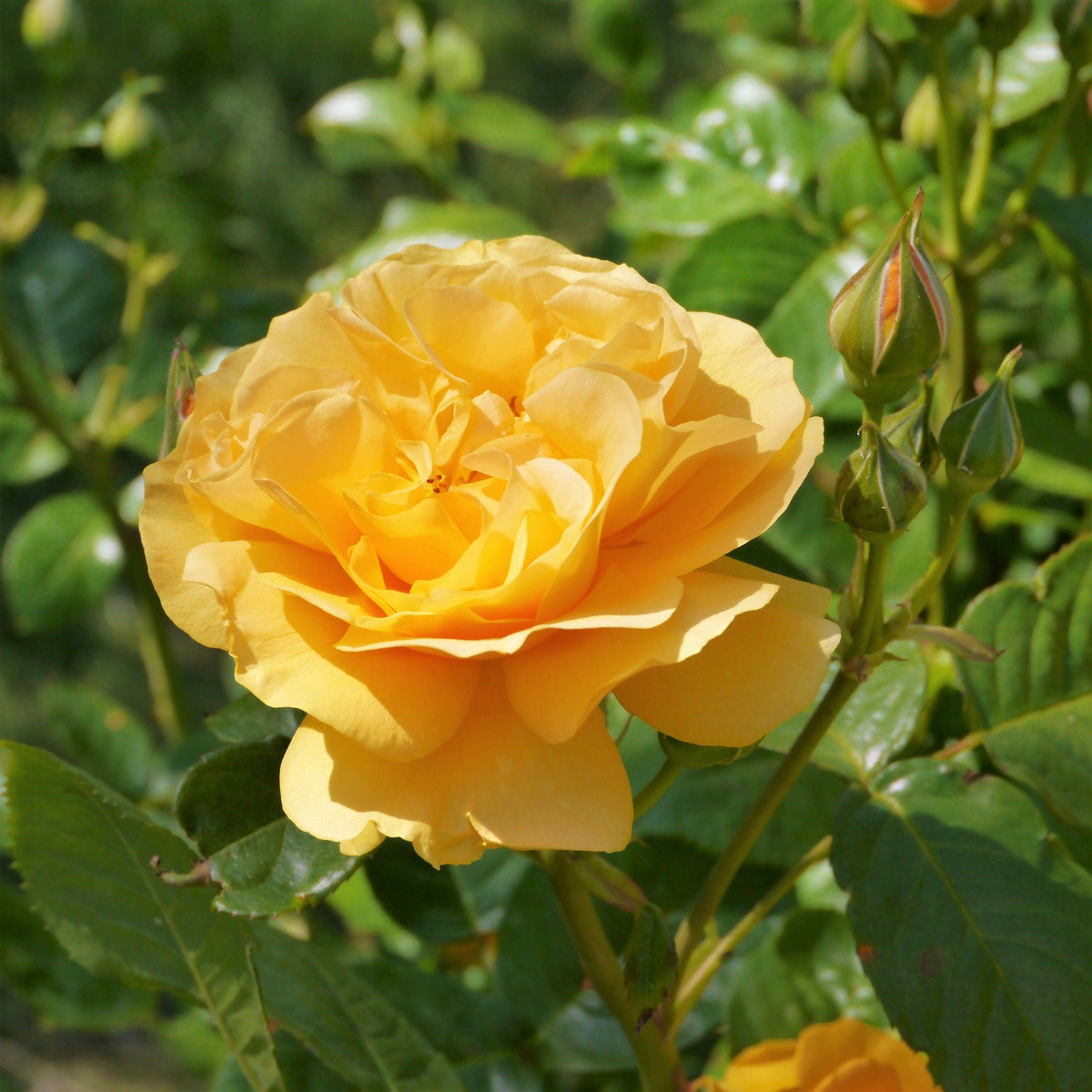 5 YELLOW CLIMBING ROSE Rosa Bush Vine Climber Fragrant Butterfly Flower Seeds