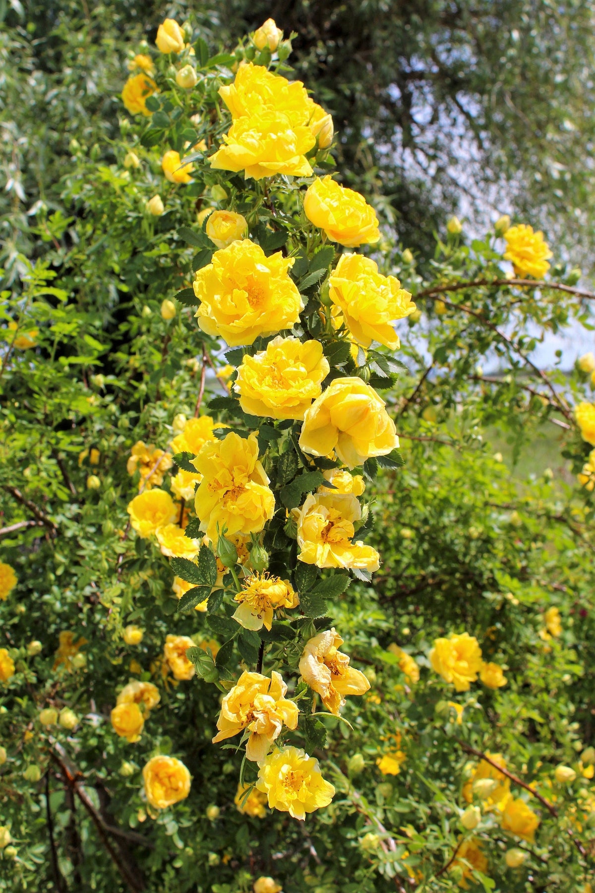 5 YELLOW CLIMBING ROSE Rosa Bush Vine Climber Fragrant Butterfly Flower Seeds