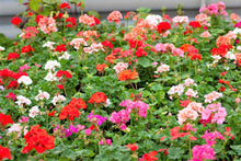10 MIXED COLORS GERANIUM Pelargonium Zonale Pink, Purple, White, Red, & Salmon Flower Seeds