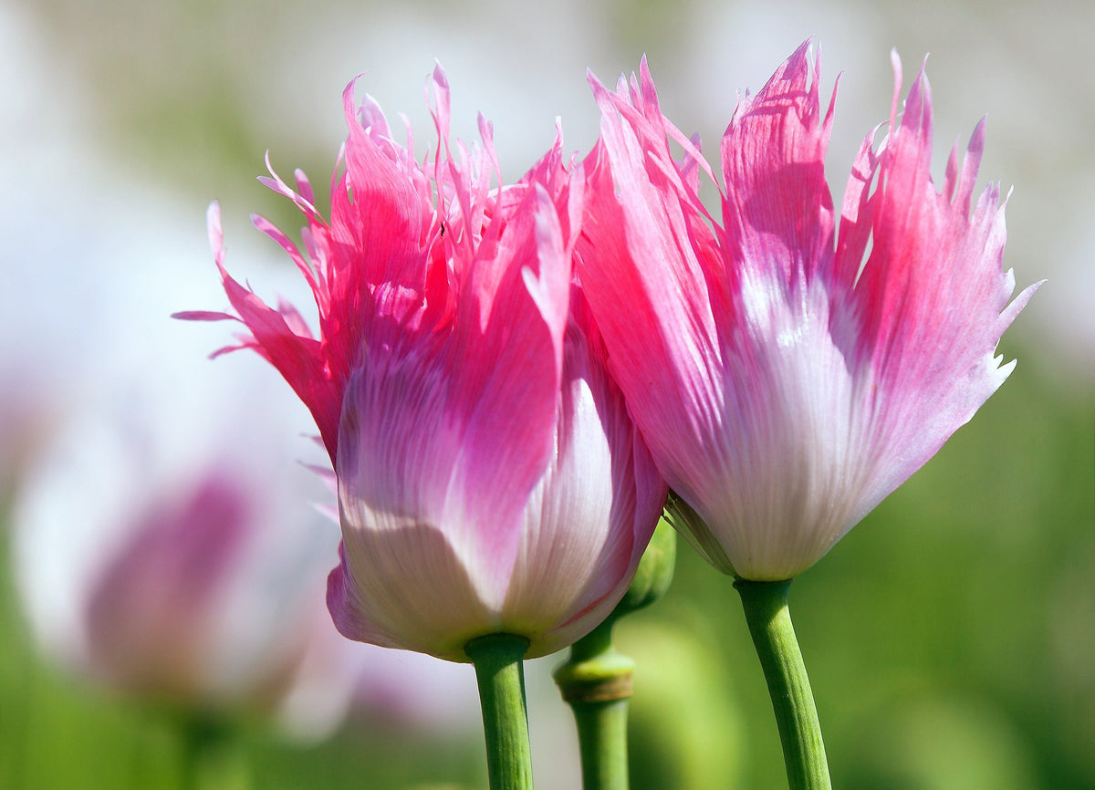 200 AFGHAN RESELECTED Blue POPPY Mixed Colors Papaver Somniferum Setigerum Pink Purple White Flower Seeds