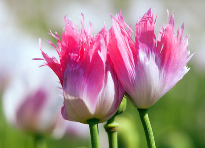 200 AFGHAN RESELECTED Blue POPPY Mixed Colors Papaver Somniferum Setigerum Pink Purple White Flower Seeds