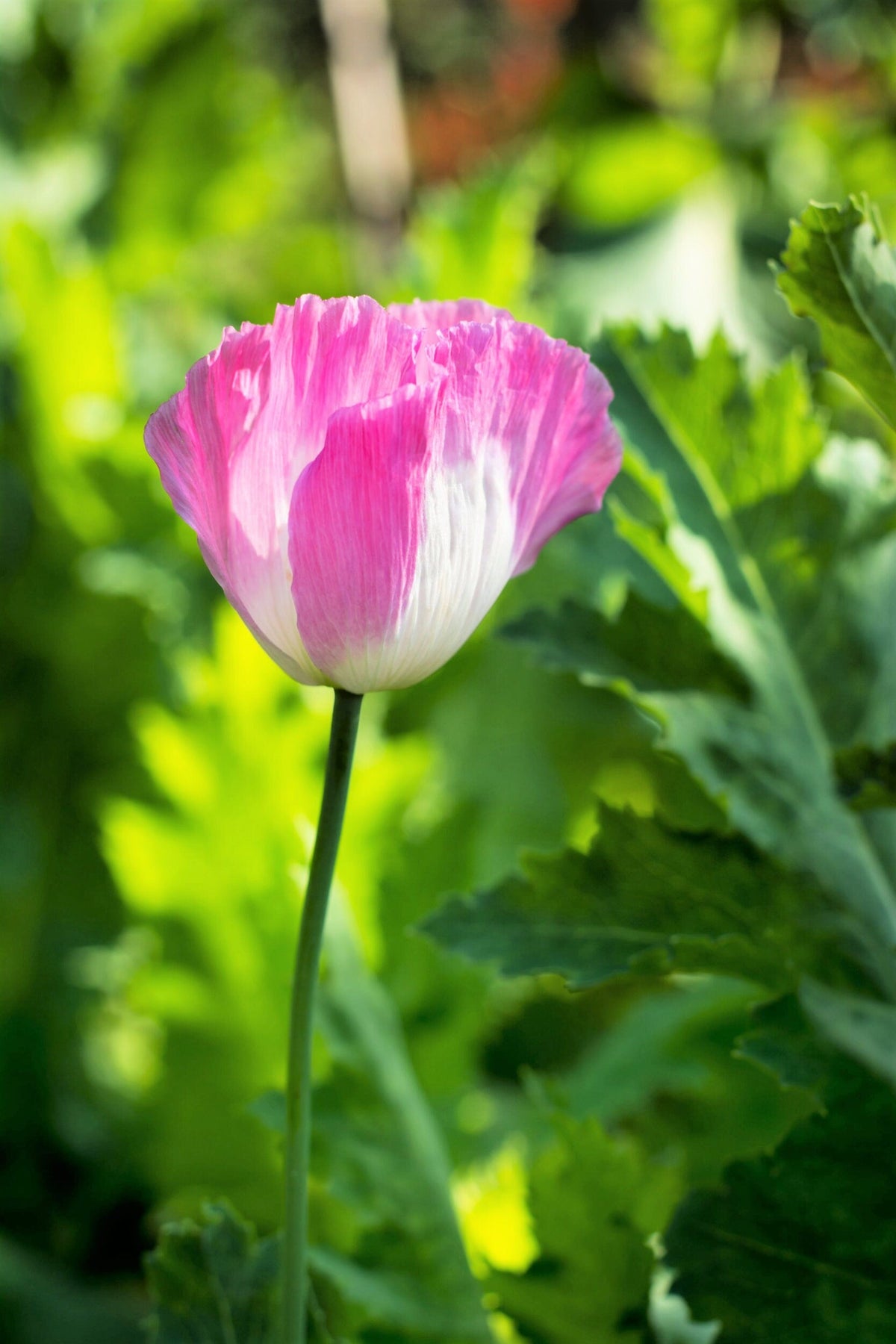200 AFGHAN RESELECTED Blue POPPY Mixed Colors Papaver Somniferum Setigerum Pink Purple White Flower Seeds