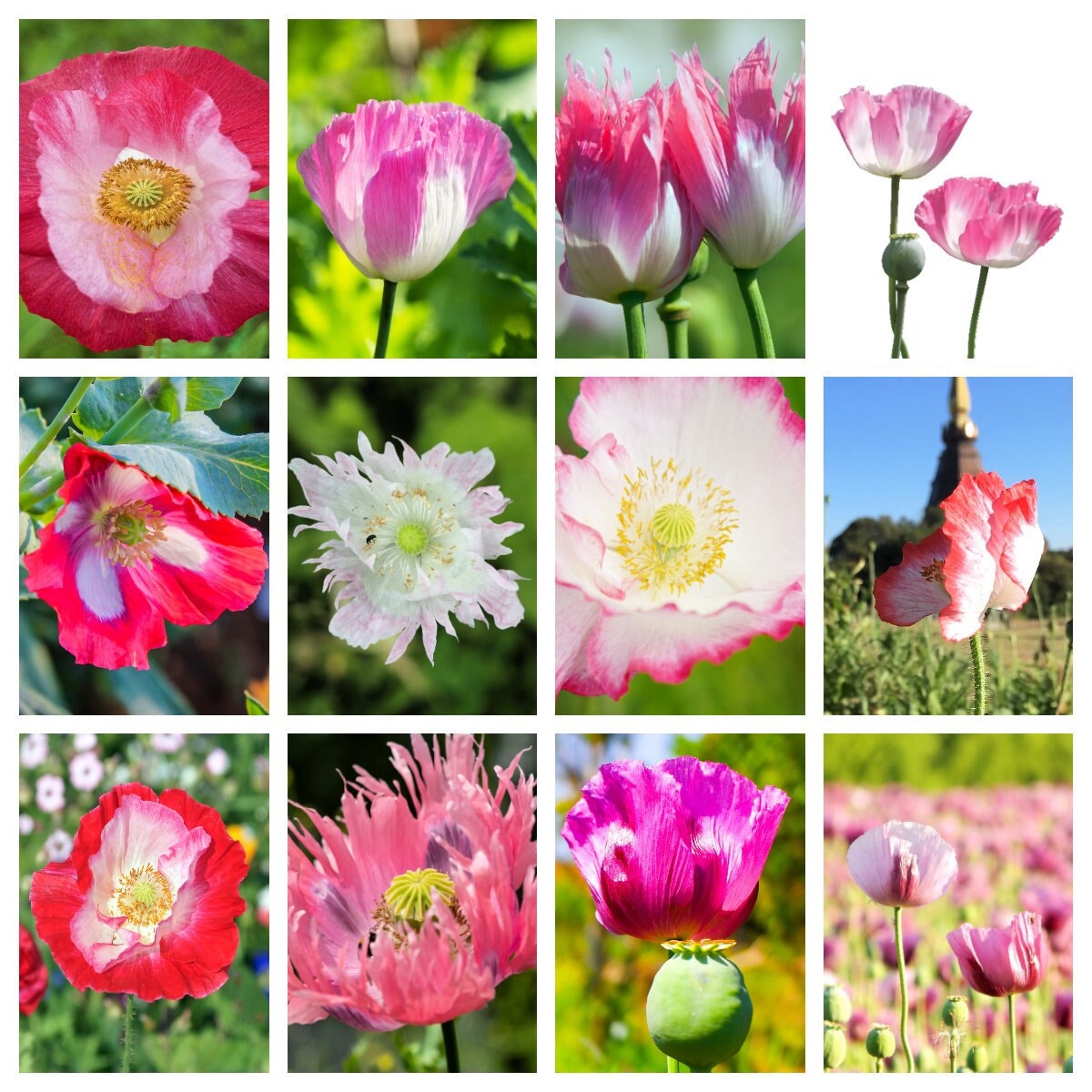 200 AFGHAN RESELECTED Blue POPPY Mixed Colors Papaver Somniferum Setigerum Pink Purple White Flower Seeds