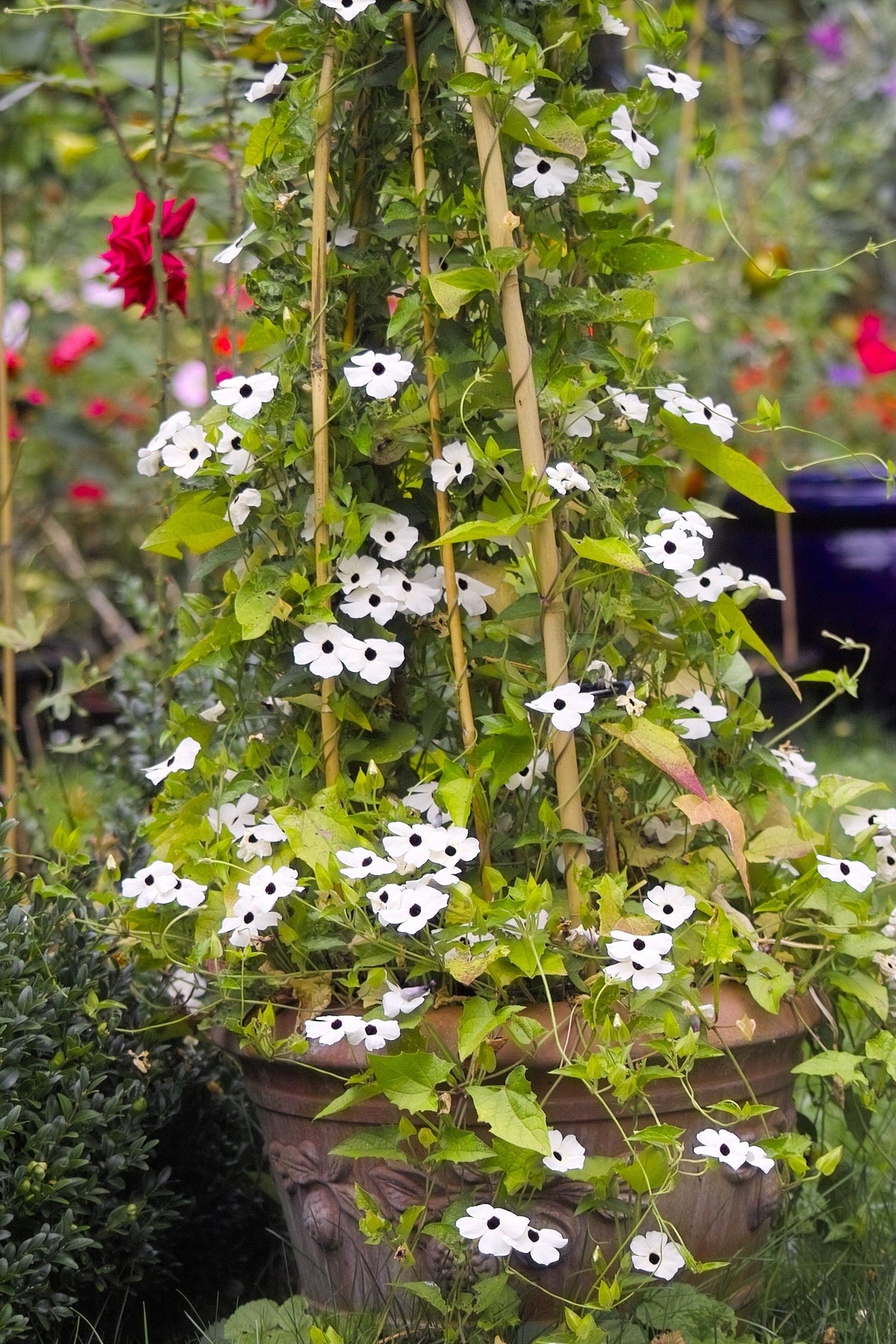 10 WHITE THUNBERGIA Alata VINE Black Eyed Susan Vine Flower Seeds