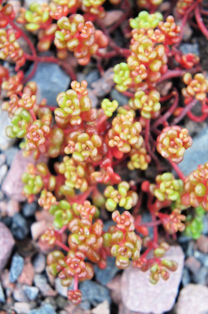 50 OREGON STONECROP Sedum Oreganum - Green Bronze Orange Red Succulent Foliage - Native Yellow Groundcover Flower Seeds