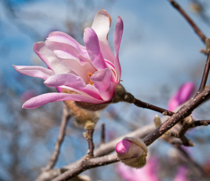 5 LOEBNER MAGNOLIA Loebneri TREE Shrub Seeds - Cross of M Stellata & Kobus - Fragrant Pink White Huge 3 - 5" Wide Flowers