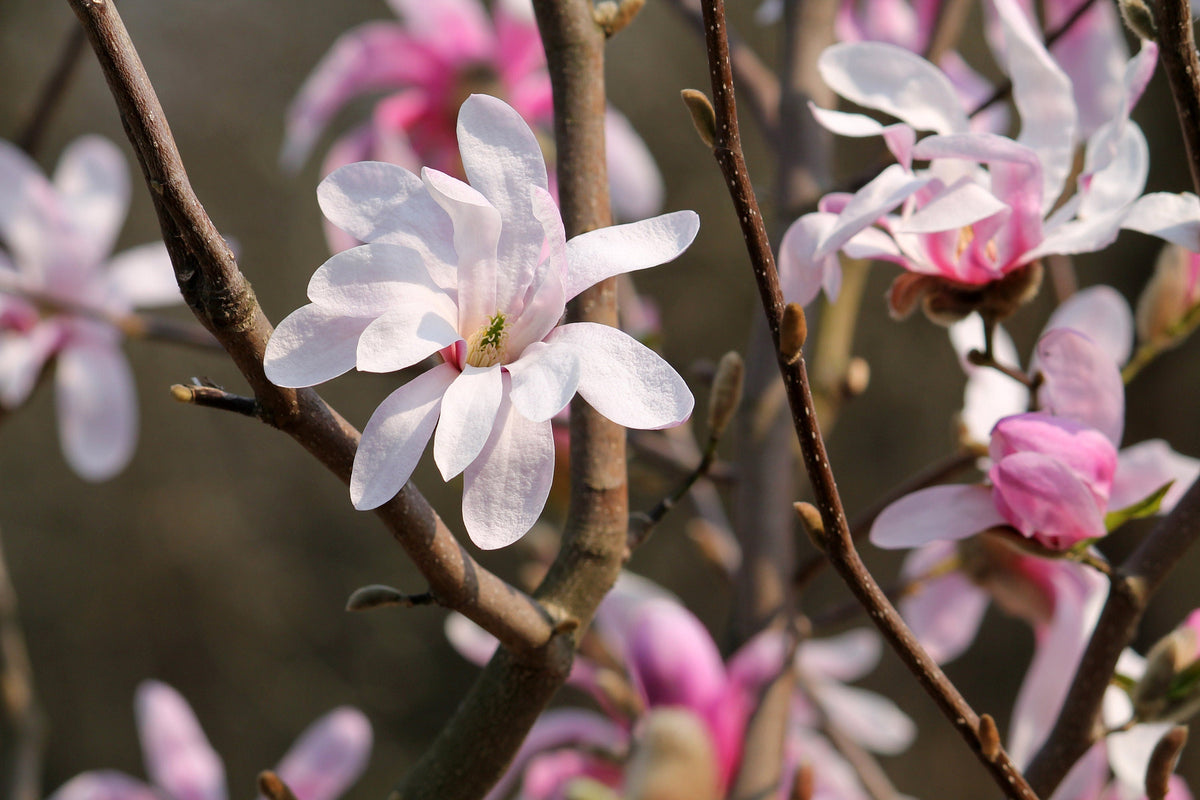 5 LOEBNER MAGNOLIA Loebneri TREE Shrub Seeds - Cross of M Stellata & Kobus - Fragrant Pink White Huge 3 - 5" Wide Flowers