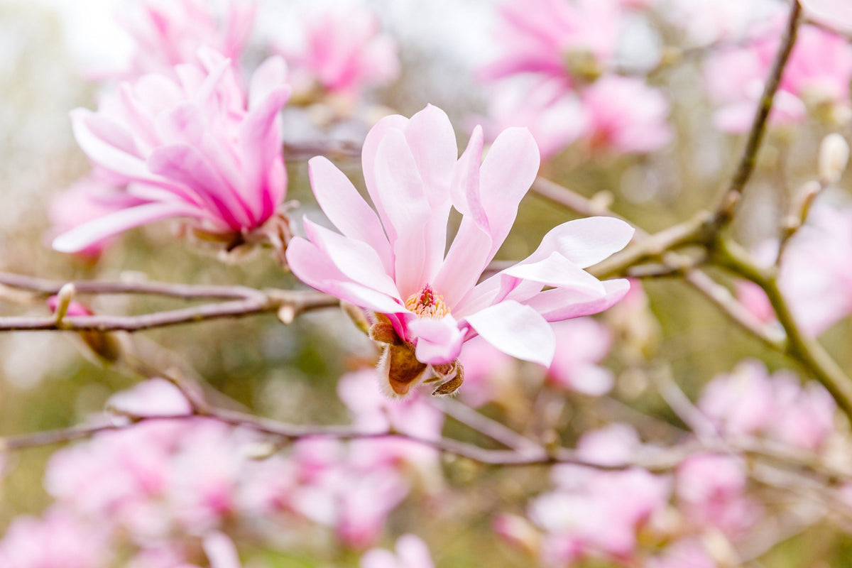 5 LOEBNER MAGNOLIA Loebneri TREE Shrub Seeds - Cross of M Stellata & Kobus - Fragrant Pink White Huge 3 - 5" Wide Flowers