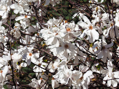 10 SWEETBAY MAGNOLIA Virginiana TREE Shrub Native Sweet Bay, White Bay, Laurel Magnolia - White 3" Fragrant Flower Seeds